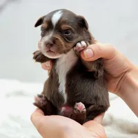 Stone, a male Toy Australian Shepherd for sale in Carmichael, CA – 10 of 10