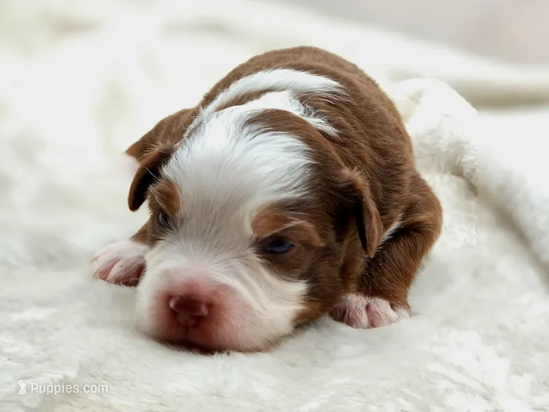 Copper – Toy Australian Shepherd puppy for sale in Carmichael, CA