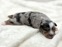 Crystal, a female Toy Australian Shepherd for sale in Carmichael, CA – 5 of 10