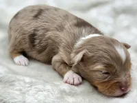 Gemma, a female Toy Australian Shepherd for sale in Carmichael, CA – 8 of 9