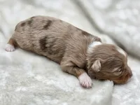 Gemma, a female Toy Australian Shepherd for sale in Carmichael, CA – 5 of 9