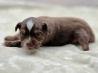 Stone, a male Toy Australian Shepherd for sale in Carmichael, CA – 9 of 10