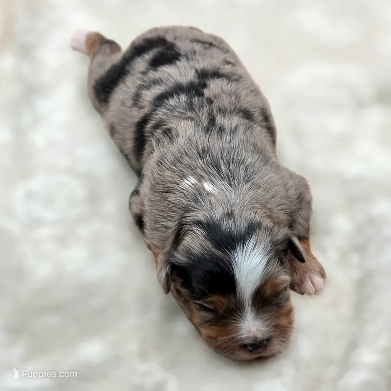 Crystal – Toy Australian Shepherd puppy for sale in Carmichael, CA