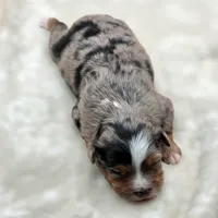 Crystal, a female Toy Australian Shepherd for sale in Carmichael, CA – 1 of 10