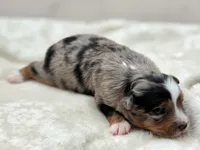 Crystal, a female Toy Australian Shepherd for sale in Carmichael, CA – 9 of 10