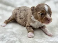 Ruby, a female Toy Australian Shepherd for sale in Carmichael, CA – 8 of 9