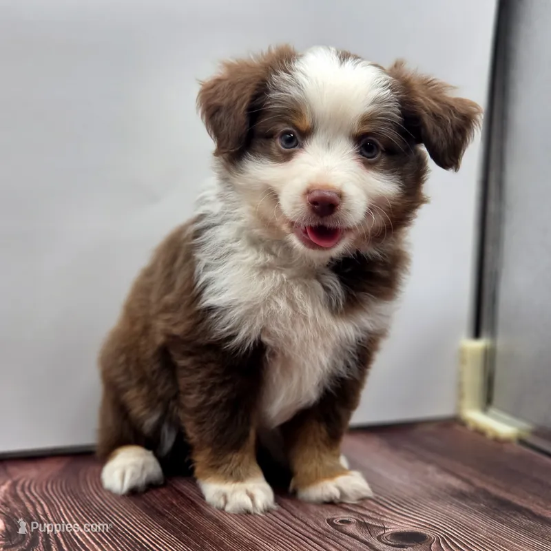 Copper – Toy Australian Shepherd puppy for sale in Carmichael, CA
