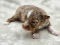 Ruby, a female Toy Australian Shepherd for sale in Carmichael, CA – 7 of 9