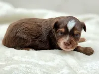 Stone, a male Toy Australian Shepherd for sale in Carmichael, CA – 3 of 10