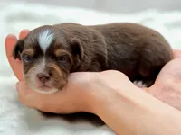 Stone, a male Toy Australian Shepherd for sale in Carmichael, CA – 4 of 10