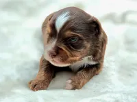 Stone, a male Toy Australian Shepherd for sale in Carmichael, CA – 5 of 10