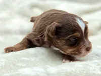 Stone, a male Toy Australian Shepherd for sale in Carmichael, CA – 7 of 10