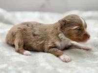 Ruby, a female Toy Australian Shepherd for sale in Carmichael, CA – 9 of 9