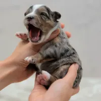 Crystal, a female Toy Australian Shepherd for sale in Carmichael, CA – 10 of 10