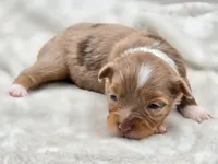 Gemma, a female Toy Australian Shepherd for sale in Carmichael, CA – 1 of 9