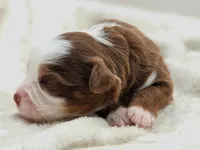 Copper, a male Toy Australian Shepherd for sale in Carmichael, CA – 3 of 10