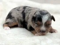 Crystal, a female Toy Australian Shepherd for sale in Carmichael, CA – 6 of 10