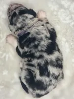 Indica, a female Australian Shepherd for sale in Carmichael, CA – 10 of 10