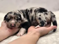 Indica, a female Australian Shepherd for sale in Carmichael, CA – 8 of 10