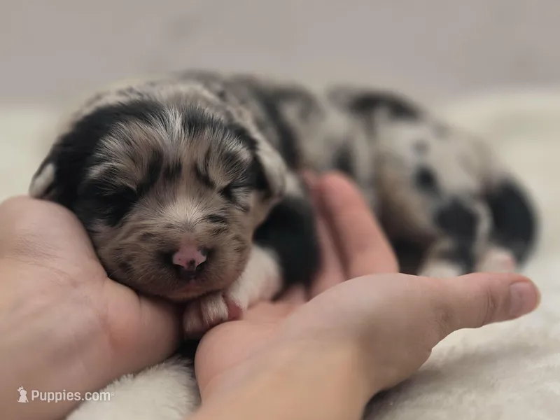 Indica – Australian Shepherd puppy for sale in Carmichael, CA