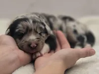 Indica, a female Australian Shepherd for sale in Carmichael, CA – 1 of 10