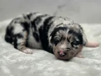 Indica, a female Australian Shepherd for sale in Carmichael, CA – 5 of 10