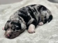 Indica, a female Australian Shepherd for sale in Carmichael, CA – 6 of 10