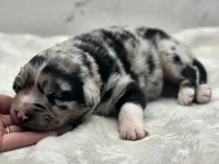 Indica, a female Australian Shepherd for sale in Carmichael, CA – 4 of 10
