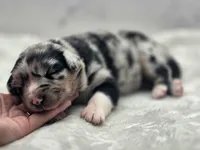 Indica, a female Australian Shepherd for sale in Carmichael, CA – 3 of 10