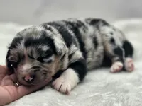 Indica, a female Australian Shepherd for sale in Carmichael, CA – 2 of 10