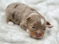 Gemma, a female Toy Australian Shepherd for sale in Carmichael, CA – 7 of 9