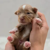 Gemma, a female Toy Australian Shepherd for sale in Carmichael, CA – 3 of 9