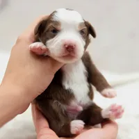 Copper, a male Toy Australian Shepherd for sale in Carmichael, CA – 10 of 10