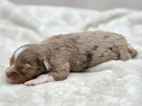 Ruby, a female Toy Australian Shepherd for sale in Carmichael, CA – 3 of 9