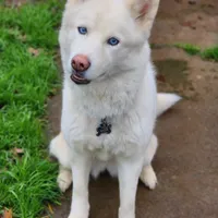 Misa, a female Siberian Husky for sale in Carmichael, CA – Photo 1 of 9