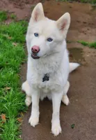 processed/86e26fb0-c760-44cf-8296-77418c551a88/listing/fde97181-3031-4336-96b7-f78886522e9e/1cedf124-47c3-4f2d-9177-ab7a409fb1cd