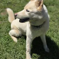 Misa, a female Siberian Husky for sale in Carmichael, CA – Photo 6 of 9