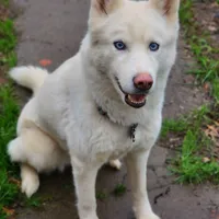 Misa, a female Siberian Husky for sale in Carmichael, CA – Photo 2 of 9