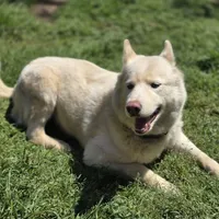 Misa, a female Siberian Husky for sale in Carmichael, CA – Photo 9 of 9