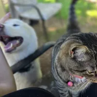 Misa, a female Siberian Husky for sale in Carmichael, CA – Photo 5 of 9