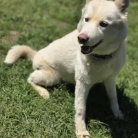 Misa, a female Siberian Husky for sale in Carmichael, CA – Photo 7 of 9