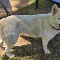 Misa, a female Siberian Husky for sale in Carmichael, CA – Photo 8 of 9