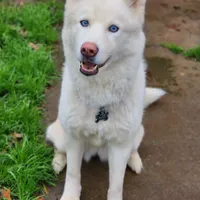 Misa, a female Siberian Husky for sale in Carmichael, CA – Photo 4 of 9