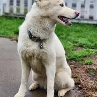 Misa, a female Siberian Husky for sale in Carmichael, CA – Photo 3 of 9