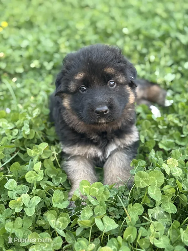  Female GSD, Champion pedigree  – German Shepherd Dog puppy for sale in Mount Pleasant, PA
