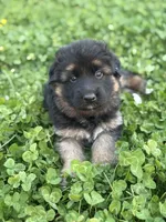  Female GSD, Champion pedigree , a female German Shepherd Dog for sale in Mount Pleasant, PA – Photo 1 of 4