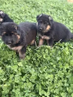  Female GSD, Champion pedigree , a female German Shepherd Dog for sale in Mount Pleasant, PA – Photo 2 of 4