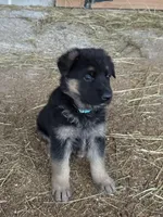  Female GSD, Champion pedigree , a female German Shepherd Dog for sale in Mount Pleasant, PA – Photo 3 of 4