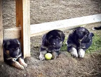  Female GSD, Champion pedigree , a female German Shepherd Dog for sale in Mount Pleasant, PA – Photo 4 of 4