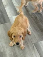 AKC Purebred Golden Retriever Male, a male Golden Retriever for sale in Ann Arbor, MI – 4 of 5